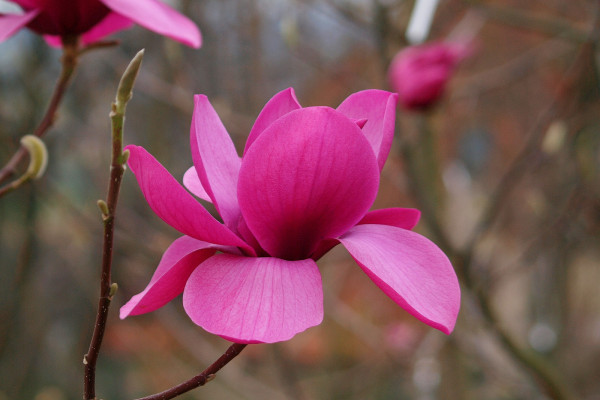 Image for Magnolia ‘A.E.Bold’