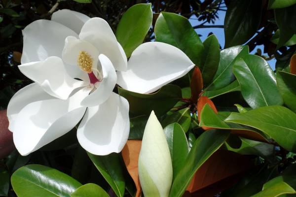 Image for Magnolia grandiflora ‘Blanchard’