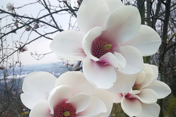 Image for Magnolia ‘Cassiopeia’