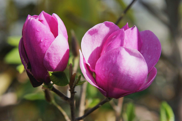 Image for Magnolia ‘Cleopatra’