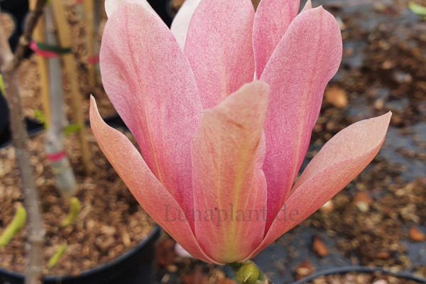 Image for Magnolia ‘Coral Lake’