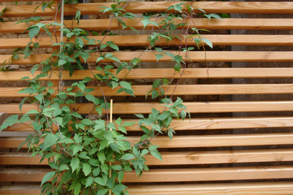 Image for 
