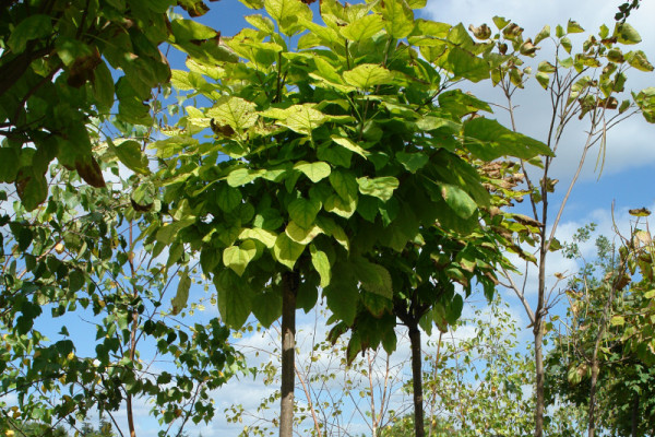 Image for 