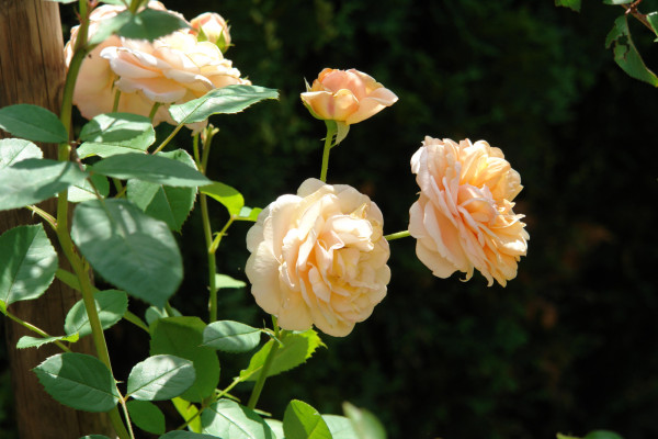 Image for 