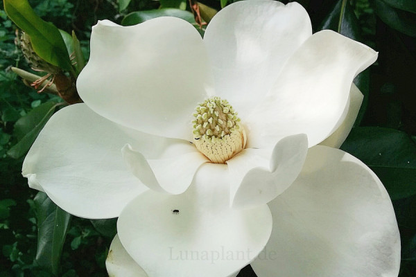 Image for Magnolia grandiflora ‘Goliath’