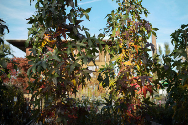 Image for 