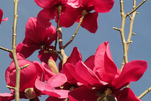 Image for Magnolia ‘Lesa Burgundy’