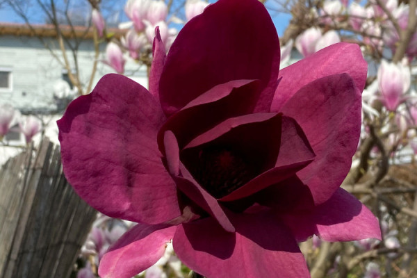 Image for Magnolia ‘Luna Purple’