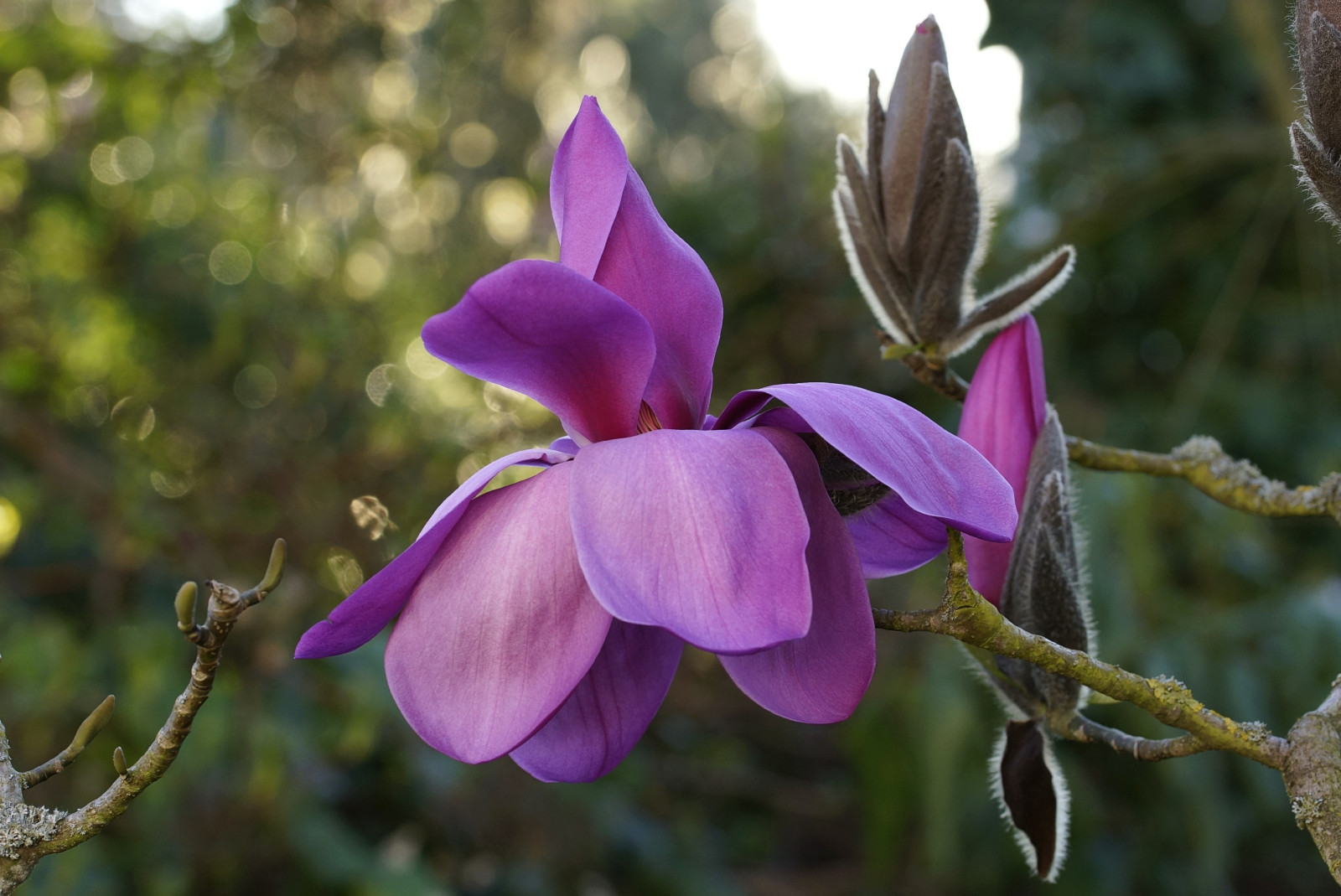 LUNAPLANT - MAGNOLIEN IN ALLEN FARBEN