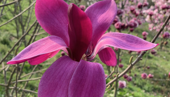 Magnolien