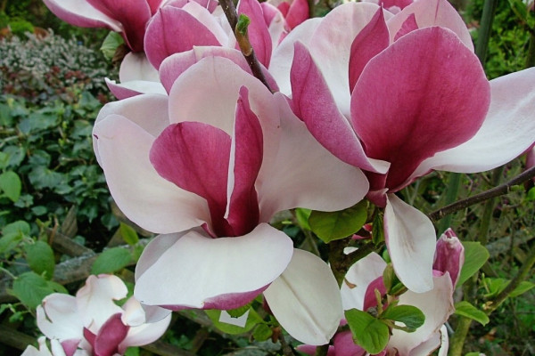 Image for Magnolia ‘Pickard’s Ruby’