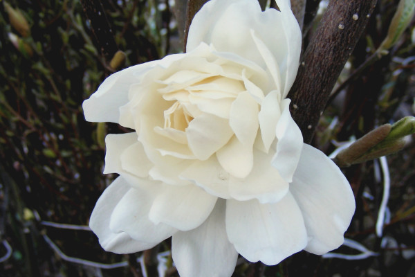 Image for Magnolia xloebneri ‘Wildcat’