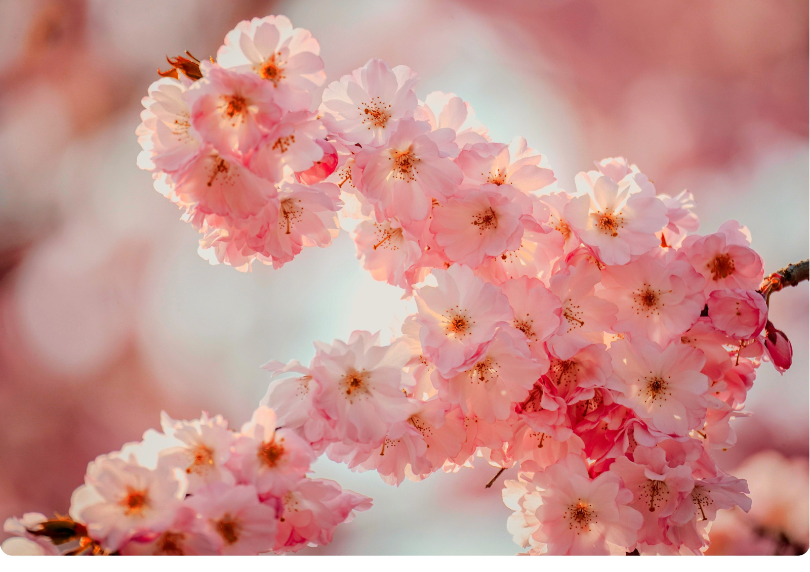 GEHÖLZE DIE DEN FRÜHLING PRÄGEN