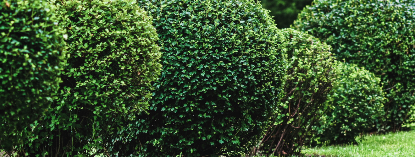ball shaped shrubs in city park topiary art 2024 11 27 09 36 11 utc