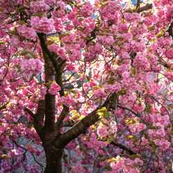 cherry blossom tree in front of a brick building 2024 12 17 05 29 10 utc