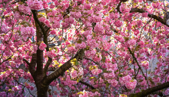 Gartenbäume, Hochstammspaliere & Dachformen