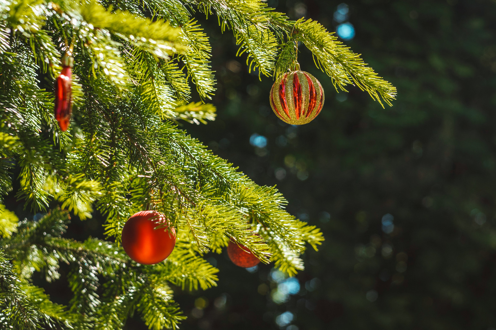FRISCHE NORDMANNTANNEN - DIREKT ZU IHNEN NACH HAUSE