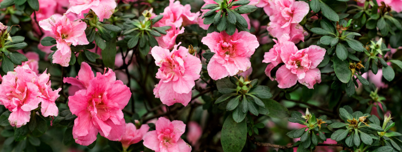 close up of a flowering shrub with pink flowers 2025 01 09 02 20 46 utc