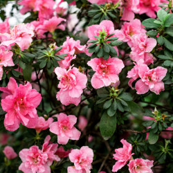 close up of a flowering shrub with pink flowers 2025 01 09 02 20 46 utc
