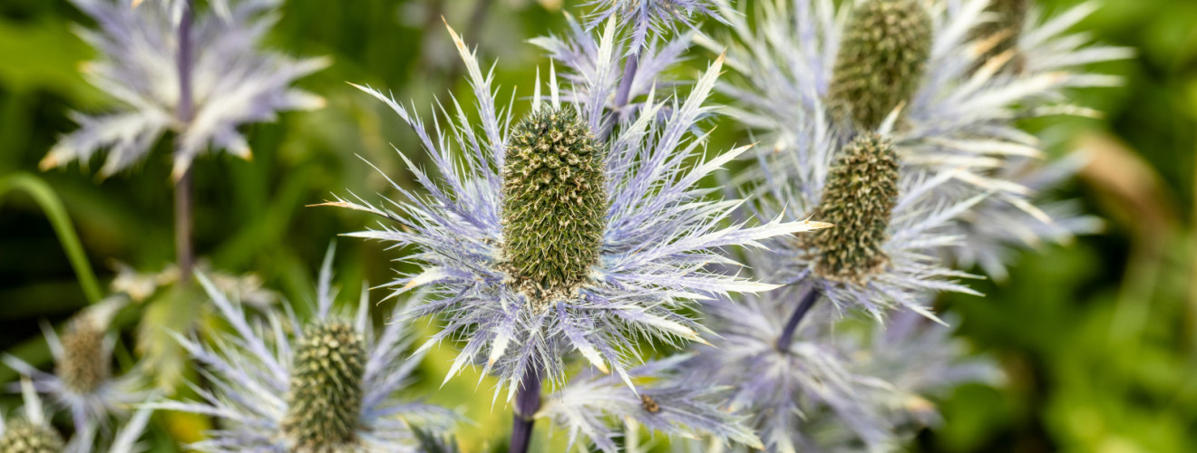 eryngium alpinum blue jackpot also known as blue 2024 04 22 16 10 23 utc v2