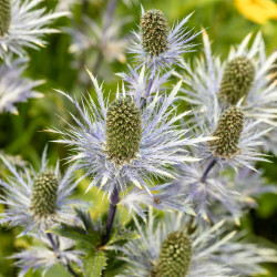 eryngium alpinum blue jackpot also known as blue 2024 04 22 16 10 23 utc v2