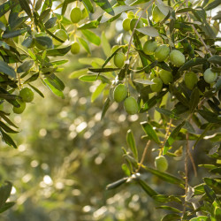 fresh green olives on the olive tree 2023 11 27 05 32 23 utc