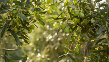 Mediterrane Gehölze