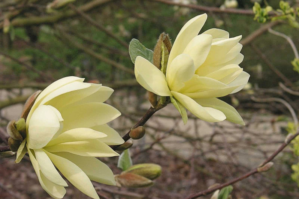 Image for Magnolia ‘Gold Star’