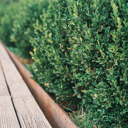 hedge of evergreen bushes selective focus 2023 11 27 04 54 42 utc