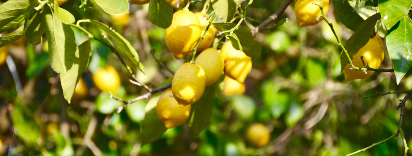 lemon trees 2024 11 26 16 08 14 utc