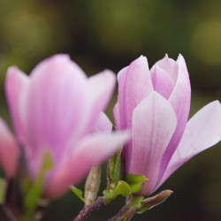 magnolia blooming 2023 11 27 05 15 59 utc
