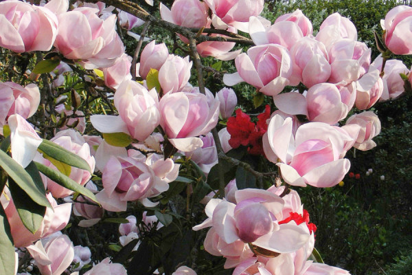 Image for Magnolia ‘Pickard’s Sundew’