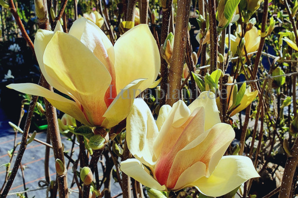 Image for Magnolia ‘Sunsation’